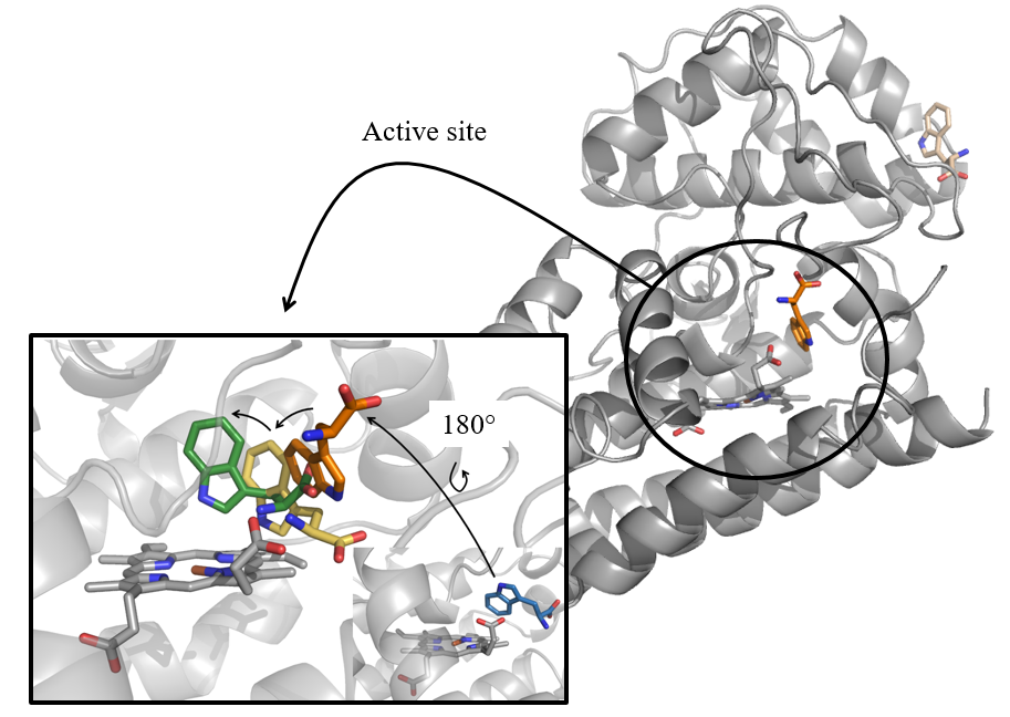 Thanks to computer simulations, the behaviour of the dynamic loop of hIDO1 during substrate positioning was unravelled.