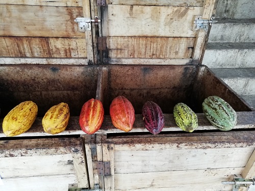 Cocoa pods