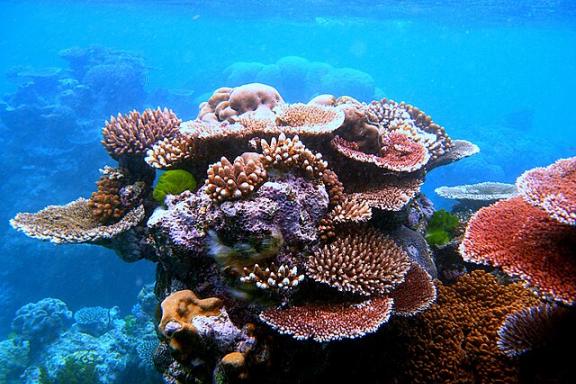 Coral_Reef_ Wiki_by Toby Hudson